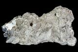 Agatized Fossil Coral Geode - Florida #105325-2
